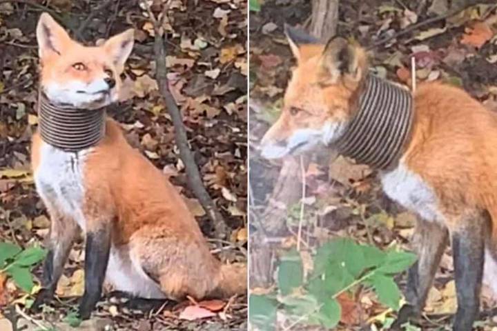 Dog Rescue Group Leading Search for a Fox With Plastic Pipe Stuck Around Its Neck