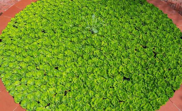 Mankai, el alimento para cuidar la memoria que es tendencia