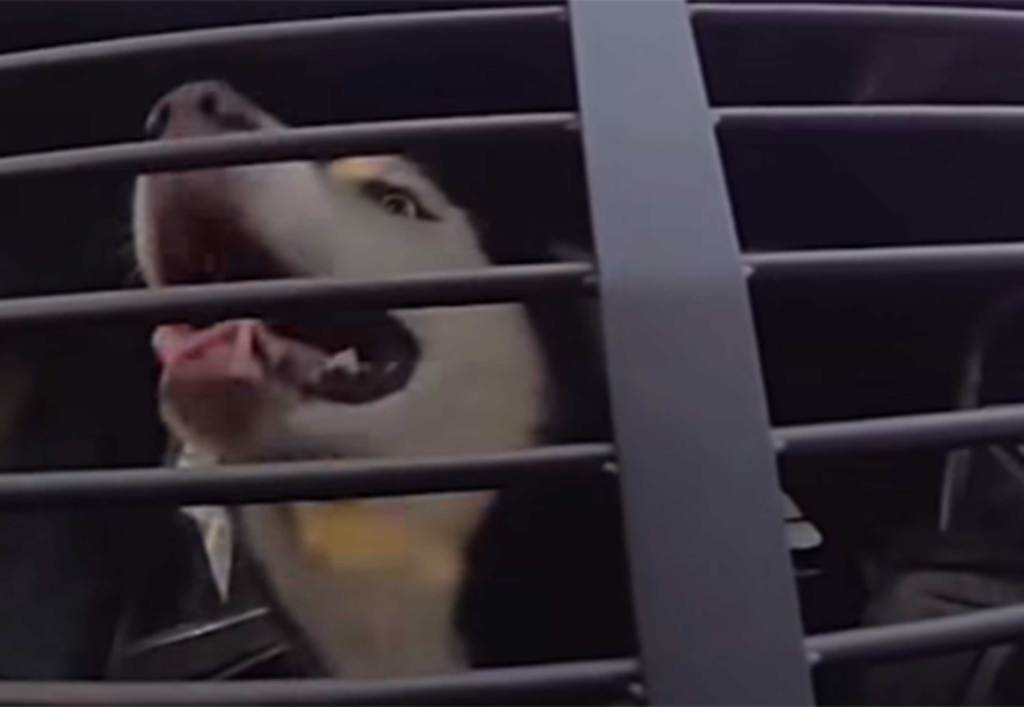 Friendly dog hopped into Florida cop’s car. It ended a 7-year search for him – Orlando Sentinel