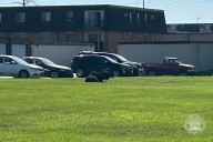 Moose wanders from north Fargo into city, draws attention near Petco