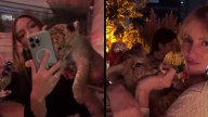 Video viral muestra león cachorro en fiesta privada en Polanco; autoridades investigan