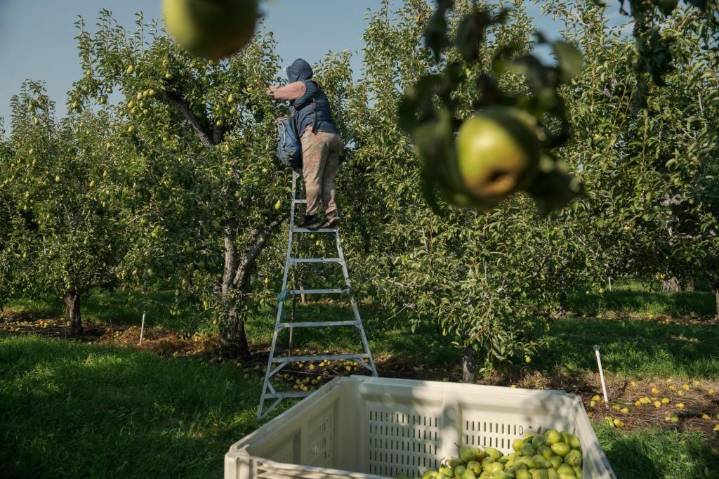 As heat gets more extreme, pregnant farmworkers are increasingly at risk