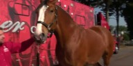 Budweiser Clydesdales visit Lincoln for Husker homecoming week