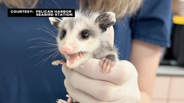 Pelican Harbor Seabird Station receives orphaned Virginia opossum