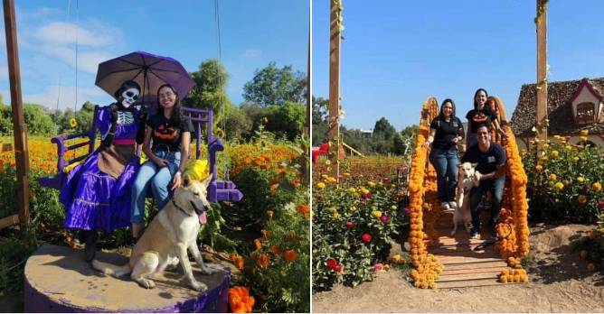 Podrás visitar el Mictlán donando para los perritos de la calle o adoptando uno