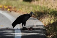 Black vultures attack and kill cattle. Climate change is one reason they’re spreading north
