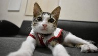 ‘Urgencio’, el gato de pelaje blanco y gris que fue adoptado por la Cruz Roja en México