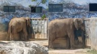 Revisarán condiciones de elefante Monty tras clausura de Zoológico La Pastora