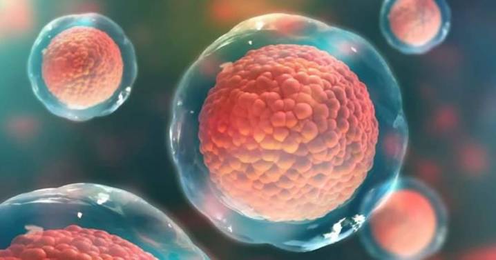 Científicos logran crear óvulos humanos a partir de células de la piel