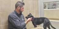 Animal shelters fear SNAP benefit pause may lead to surrenders