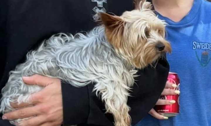 Dog reported missing after Aitkin County plane crash reunited with family