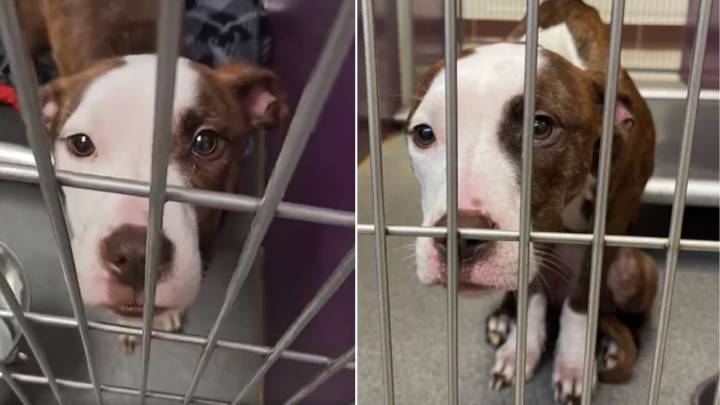 Michigan Dog’s Plea For Help In Shed Leads To A Life