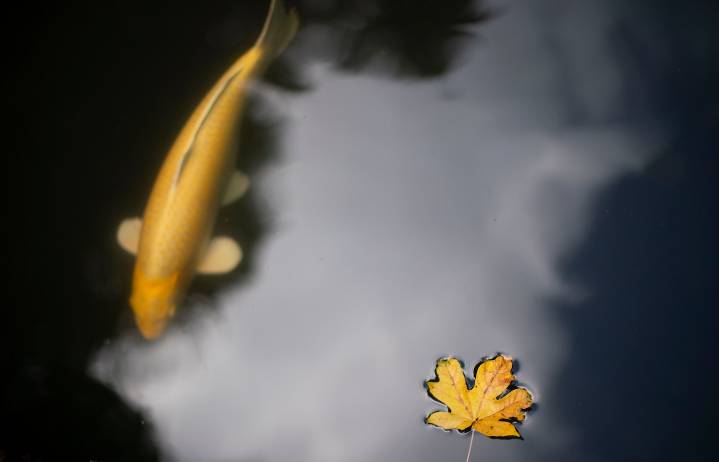 At the Portland Japanese Garden, peak fall color is on full display