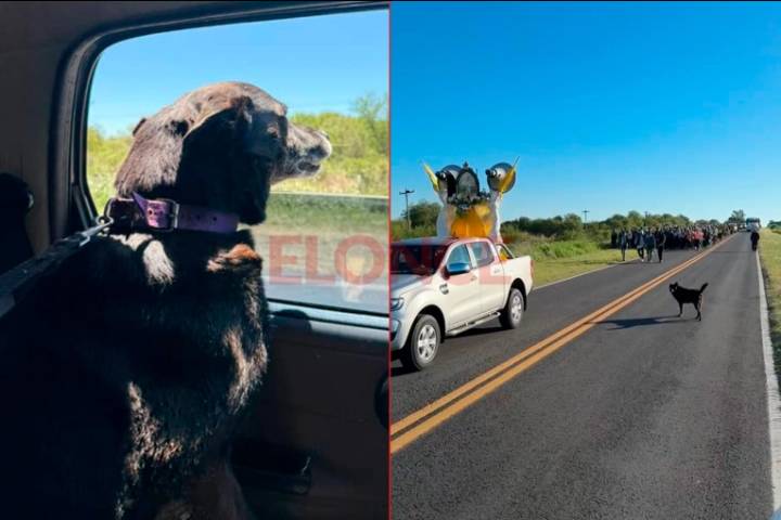 Hallaron al perrito que acompañó la Peregrinación de los Pueblos: “Lloramos de emoción”