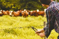 Grave caso de abigeato en el norte salteño: le robaron 416 animales a la familia Balderrama