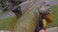 ‘He’s a big boy:’ Massive iguana arrested in Daytona Beach