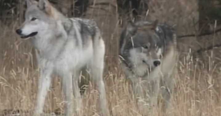 Montana lawmakers sue over wolf hunting regulations