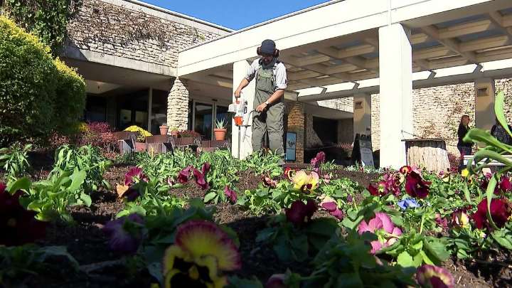 Fort Worth Botanic Garden prepares for its annual Fall Japanese Festival