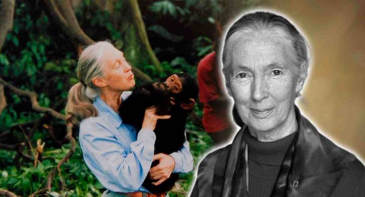 Fallece Jane Goodall a los 91 años de edad, reconocida por su amor y estudio con chimpancés
