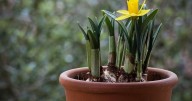 Plan for Spring Blooms by Planting Bulbs in Containers Now