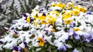 How To Prepare Pansies For Winter
