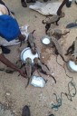Cheetah cubs destined for illegal trade in exotic pets rescued in Somaliland