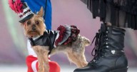 ¡Luces, cámara y "guau"! Mascotas dominan el escenario del Pet Masquerade