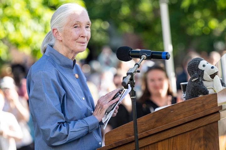 Jane Goodall, conservationist renowned for environmental advocacy, has died