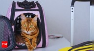 Love traveling with pets? This airline will let you fly with two pets in the cabin now!