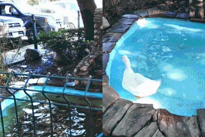 Los patitos se ponen contentos tras limpieza a fondo en el Parque Morelos