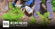 Invasive trees with foul odor spread in Eaton Fire burn scar area