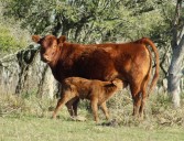 Un millón menos. La Argentina cerraría 2025 con el tercer año consecutivo de caída del rodeo vacuno