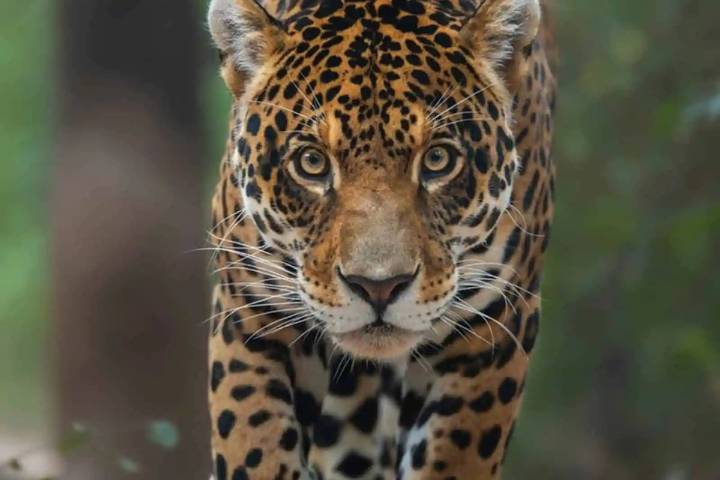 Un fotógrafo argentino ganó un concurso mundial con la imagen de un yaguareté chaqueño