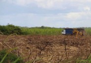 Caída del precio azucarero deja sin ganancias a cañeros de Quintana Roo