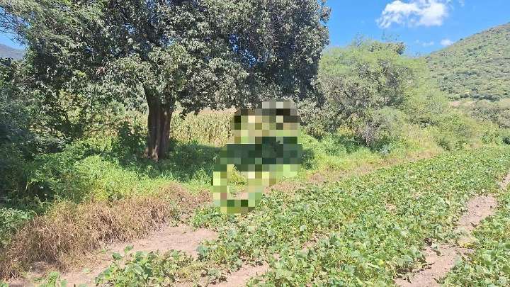 Identifican a hombre hallado asesinado en una parcela en Irámuco, Acámbaro
