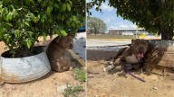 Cruelly Tied To A Tree In Missouri, Dog Spends Hours Hoping His Owners Will Return