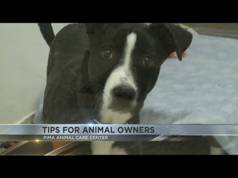 Adopt a pet or foster one ahead of potential heavy rain, PACC says