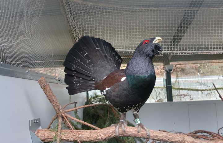Un hito científico que da «ilusión y esperanza» para recuperar el urogallo en la cordillera Cantábrica