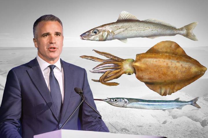 Data shows fish species decimated in SA waters - News | InDaily, Inside South Australia