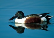 MDC offers free virtual program to identify waterfowl
