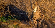 La Comisión Europea apuesta por no relajar las estrategias para conservar el lince ibérico