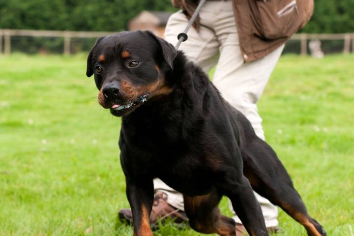 Woman Can't Care for 100-lb Dog, Relies on Boyfriend to Help