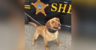 Ohio sheriff's deputy charged after K-9 dies in car, officials say