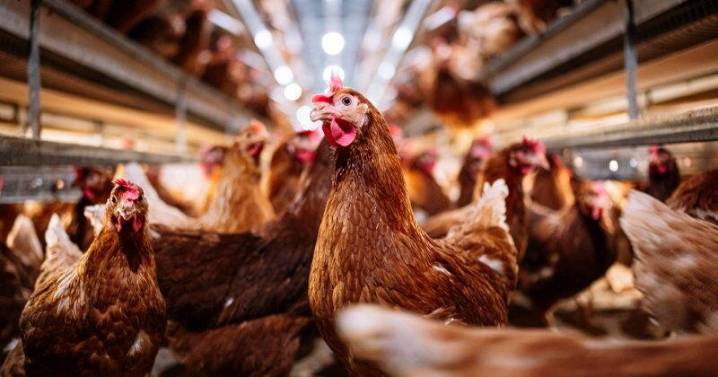 Heat and Light Can Stress Poultry