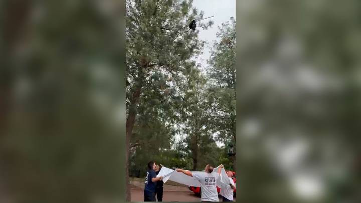 Policías rescataron a un gatito que quedó atrapado en lo alto de un árbol