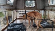 Avanza iniciativa para recrudecer penas por crueldad animal en Michoacán