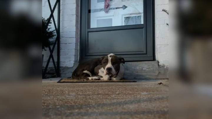 Stray Dog Finds Shelter On A Missouri Porch And Waits Quietly For Help