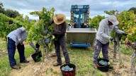 La falta de precipitaciones y el calor reducen la vendimia de la D.O. Somontano a 15.536.507 kilos