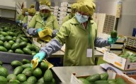 Agroexportaciones superan los US$8.000 millones por mayores envíos de paltas, uvas y arándanos