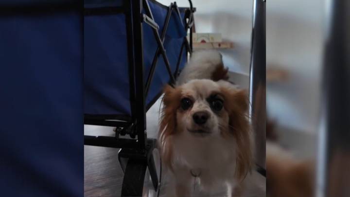 Missouri Landlord Learns Tenant Got Hospitalized Only To Discover A Furry Animal Stayed Behind In The Apartment